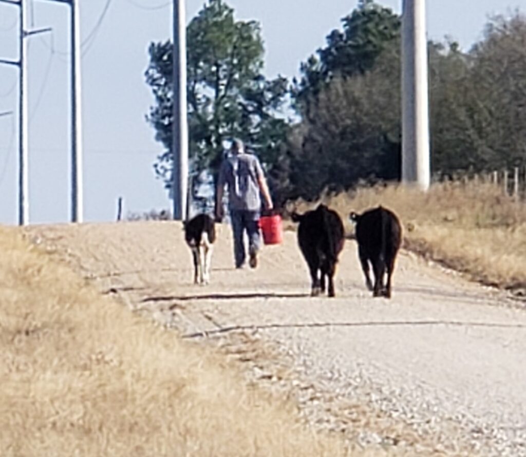 Taking the Cows for a Stroll