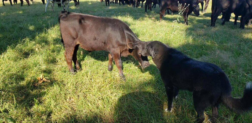 Zula Taking Care of Calves